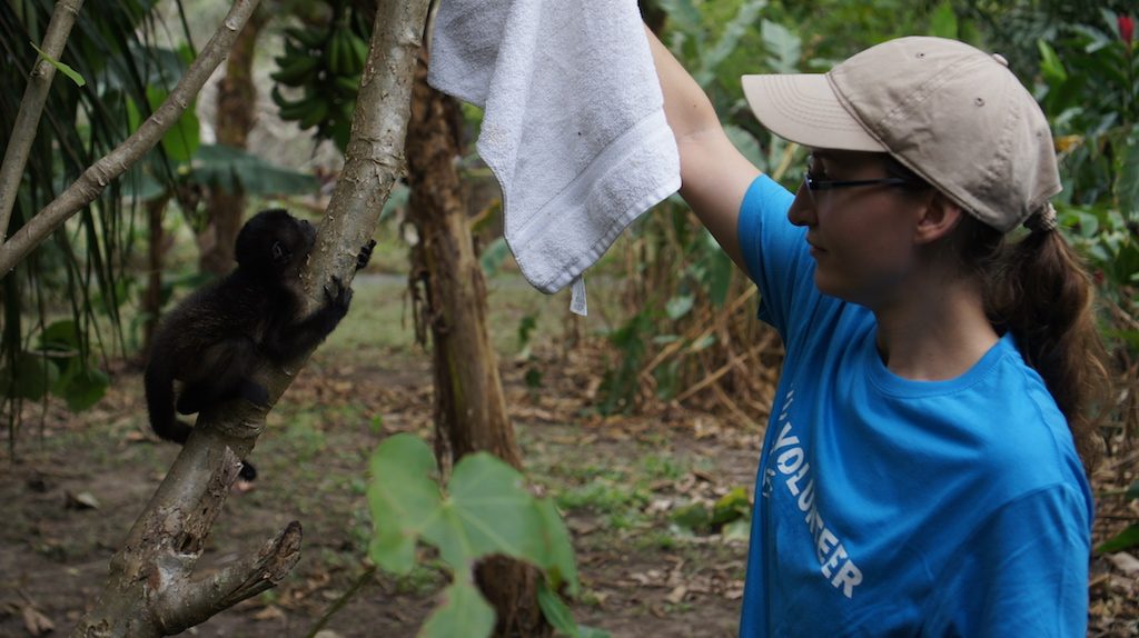 voluntaria entrenando a bebe congo huerfano en costa rica