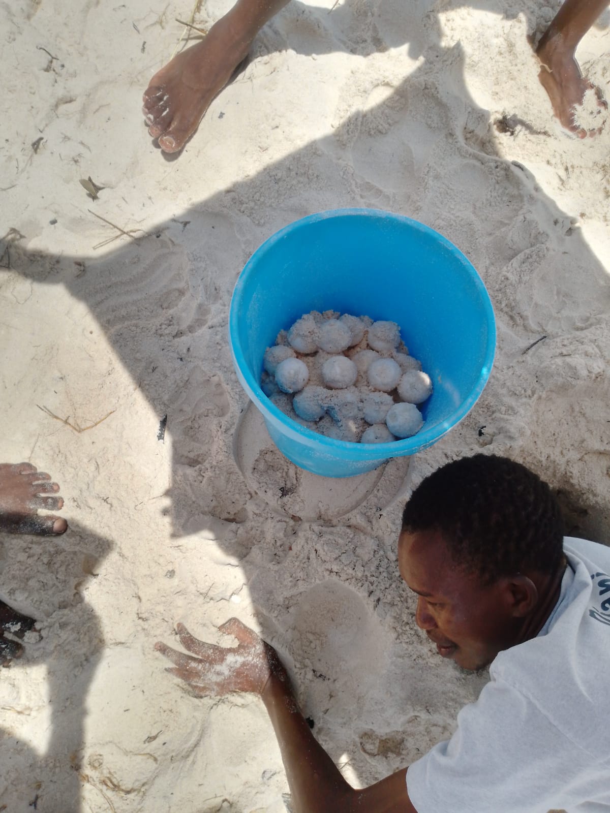 VOLUNTARIADO CON TORTUGAS EN kenia diani