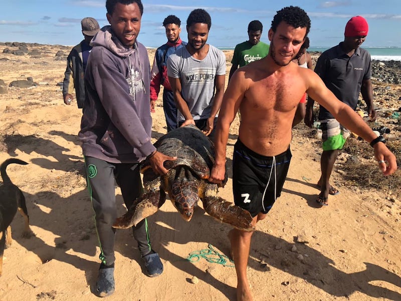 Conservación e investigación de tortugas marinas en Cabo Verde