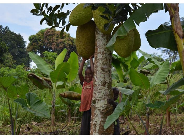voluntariado en uganda agricultura