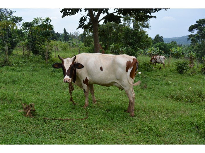 voluntariado en uganda agricultura
